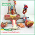 HEART14(12490) Human Mediastinal Respiratory System Model with Heart Anatomy for Heart Doctors